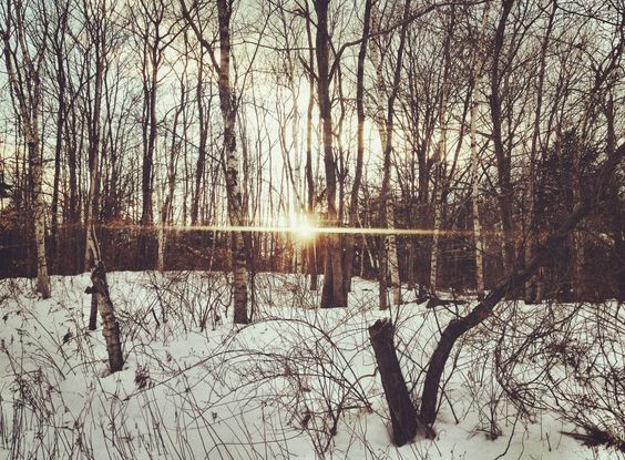 A snowy forest view broken by the setting sun flaring through the tree trunks